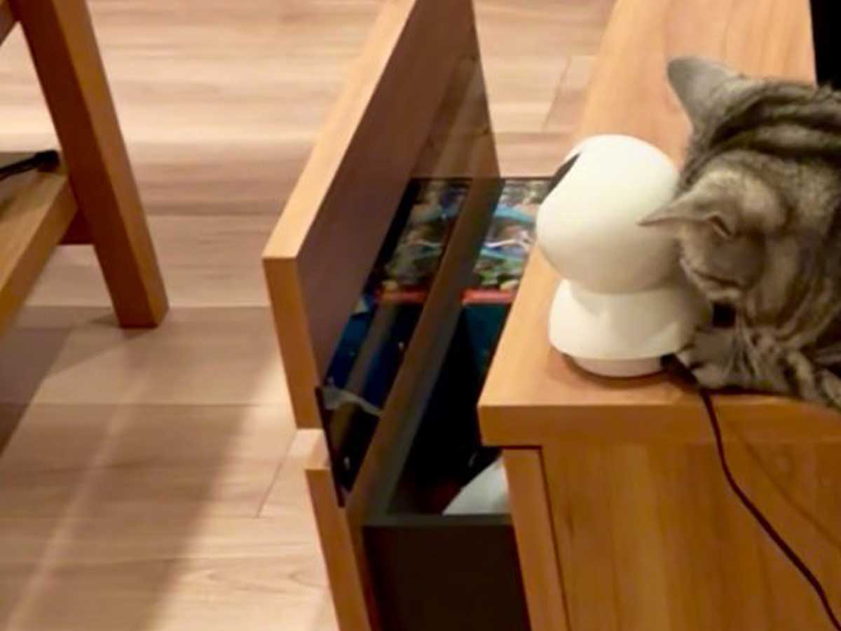 猫の画像
