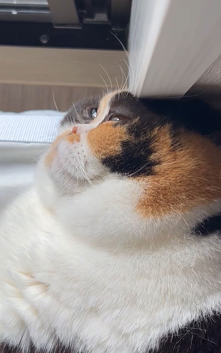 猫の写真