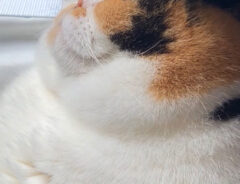 猫の写真