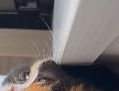 猫の写真
