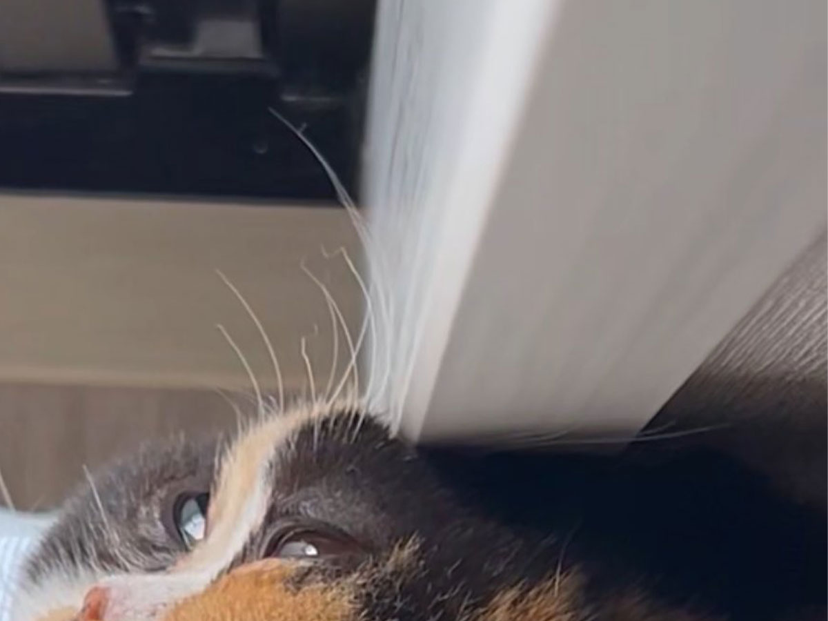 猫の写真