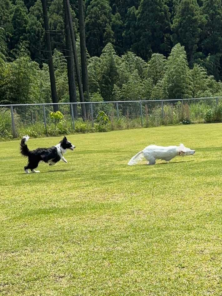 犬の画像