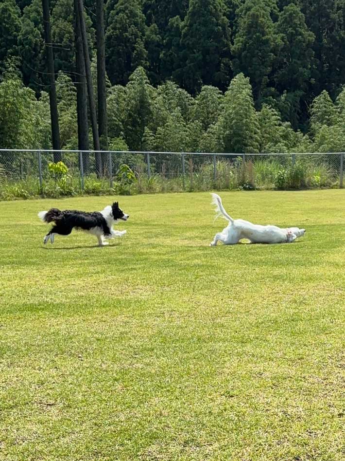 犬の画像