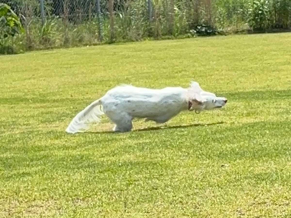 犬の画像