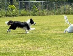 犬の画像