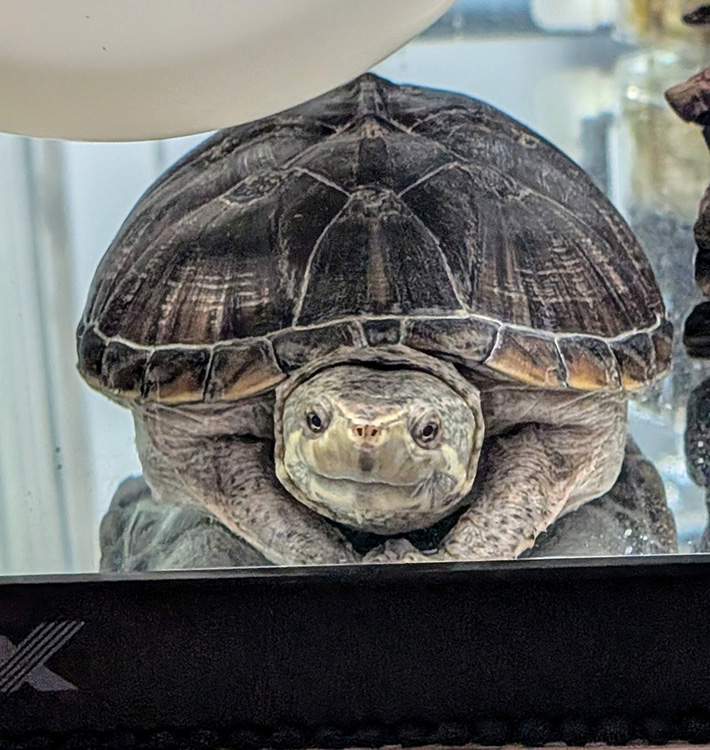 カメの写真