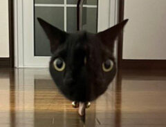 黒猫の写真