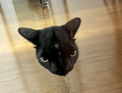 猫の写真