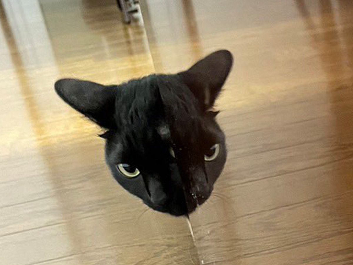 猫の写真