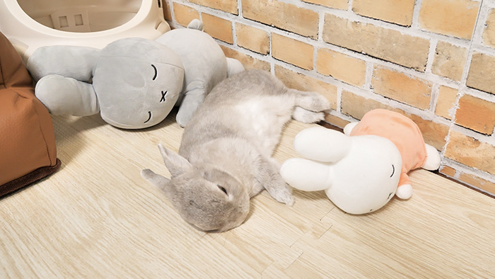 ぬいぐるみとウサギの写真