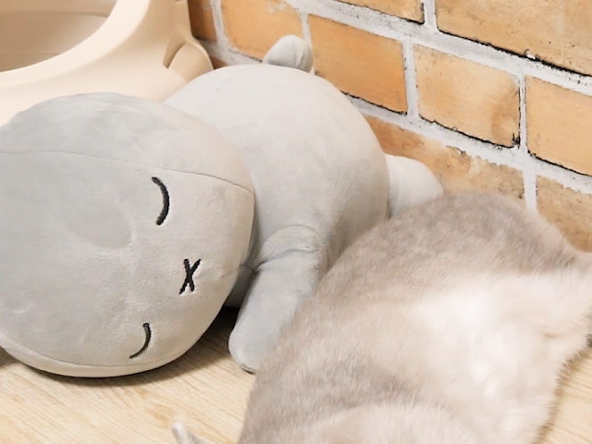 ぬいぐるみとウサギの写真