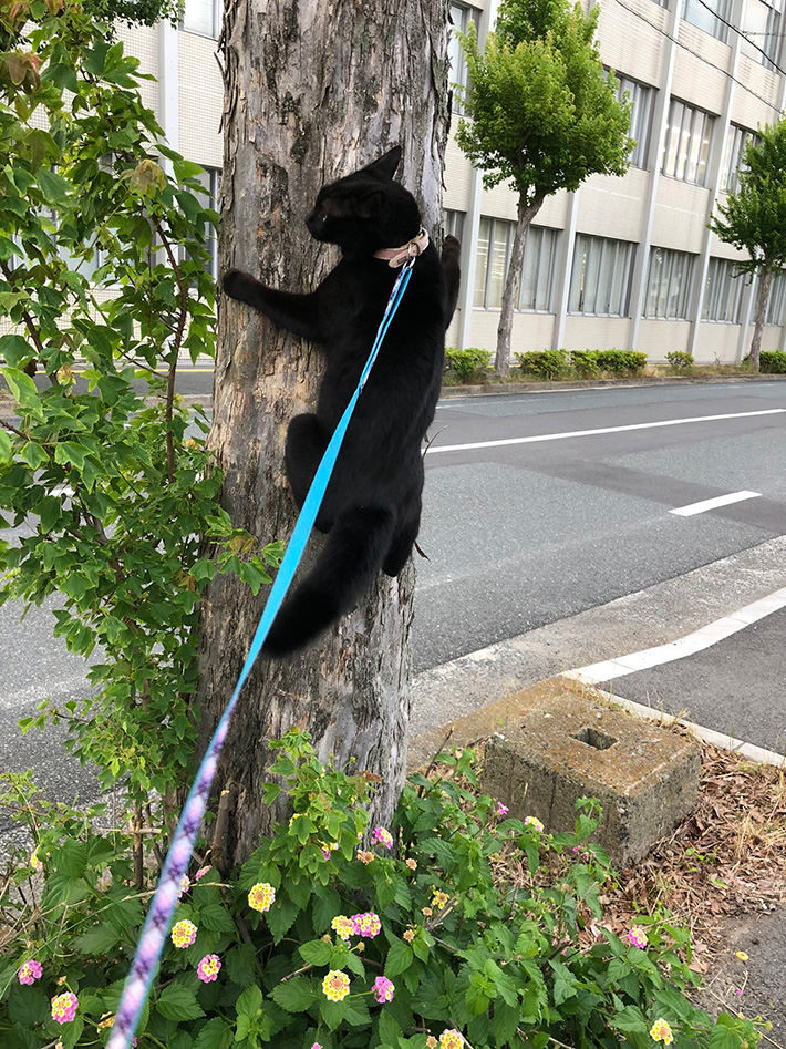 猫の写真