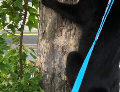 猫の写真