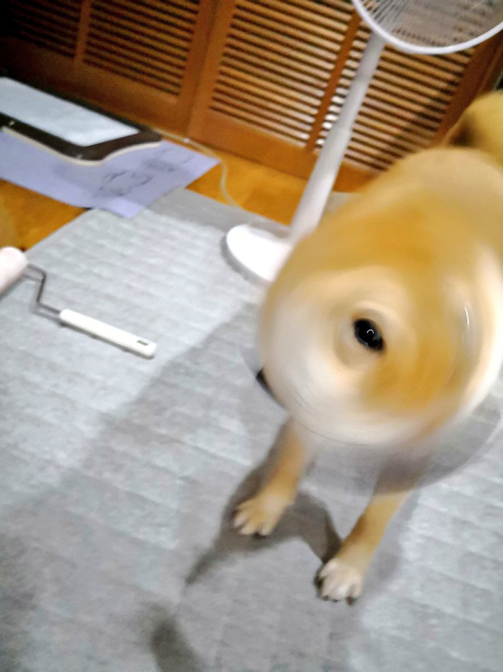 柴犬の写真