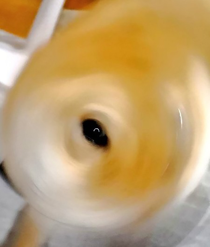 柴犬の写真