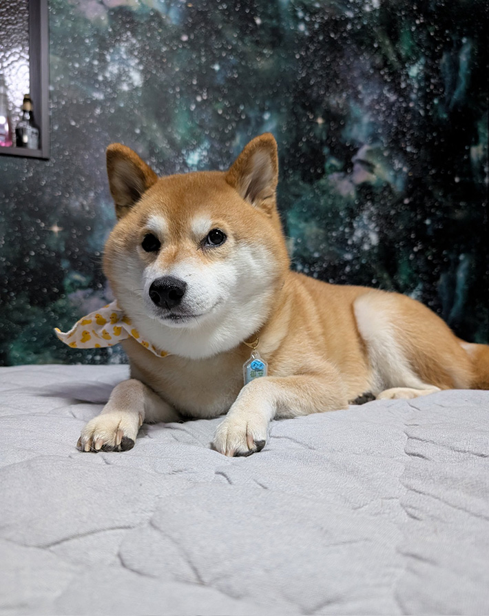 柴犬の写真