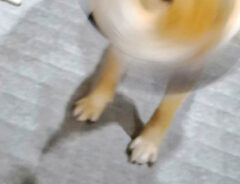 柴犬の写真