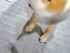 柴犬の写真