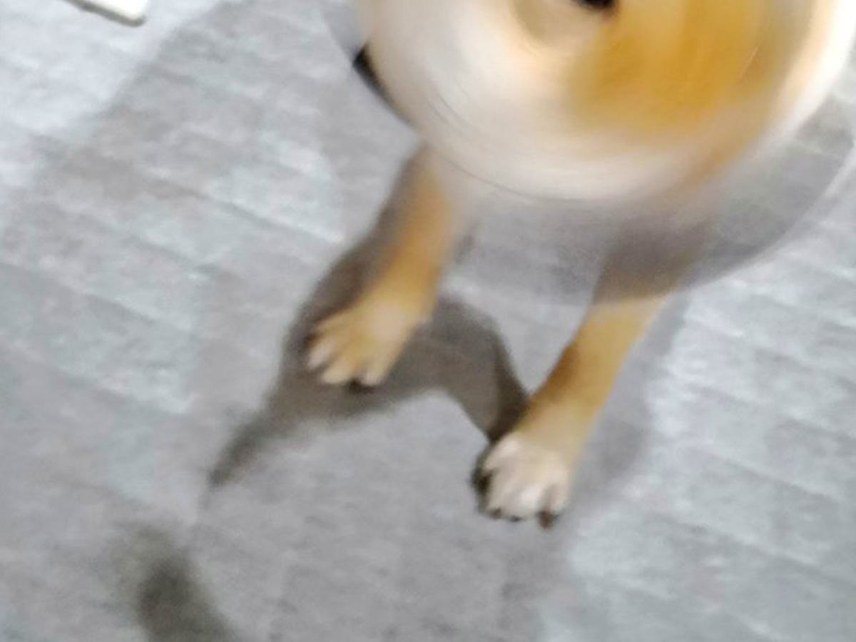 柴犬の写真