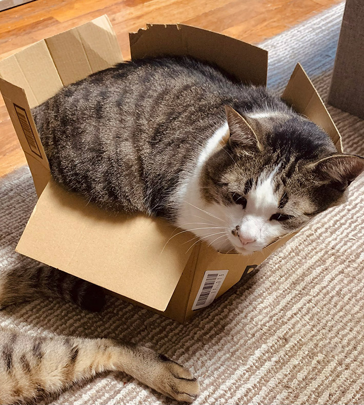 猫ののんちゃん