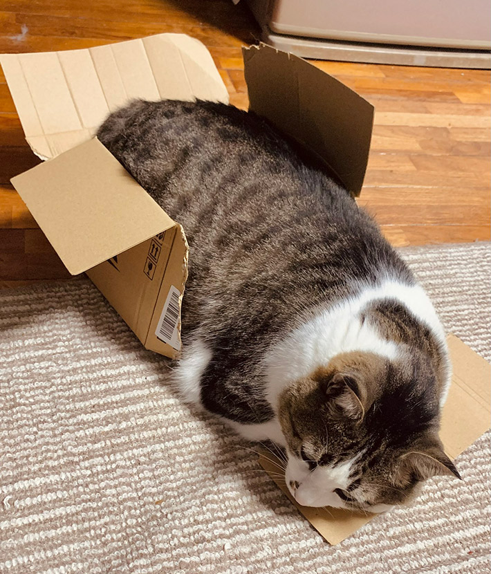 猫ののんちゃん