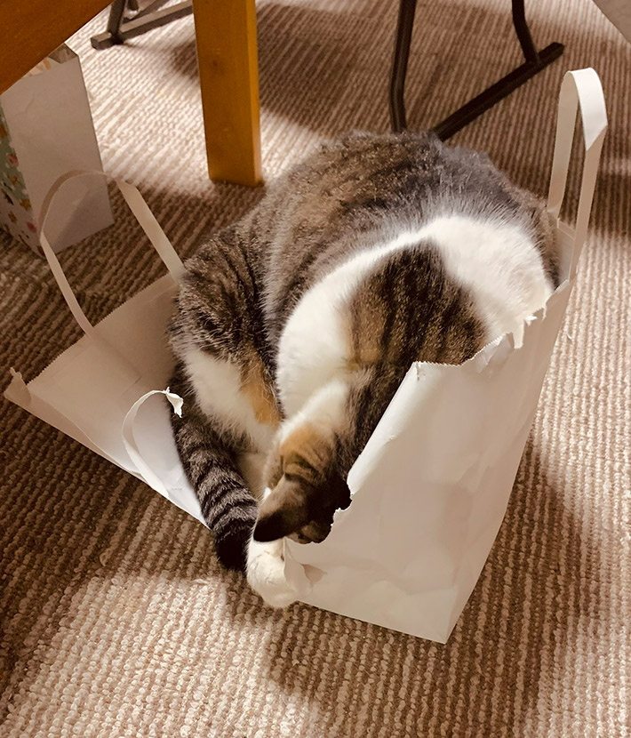 猫ののんちゃん