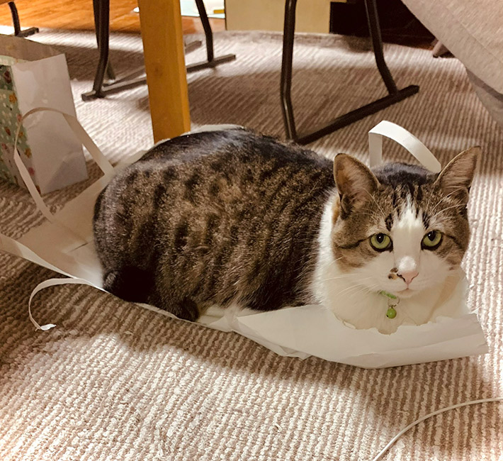 猫ののんちゃん