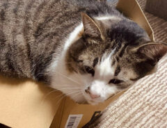 猫ののんちゃん