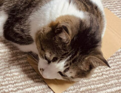 猫ののんちゃん