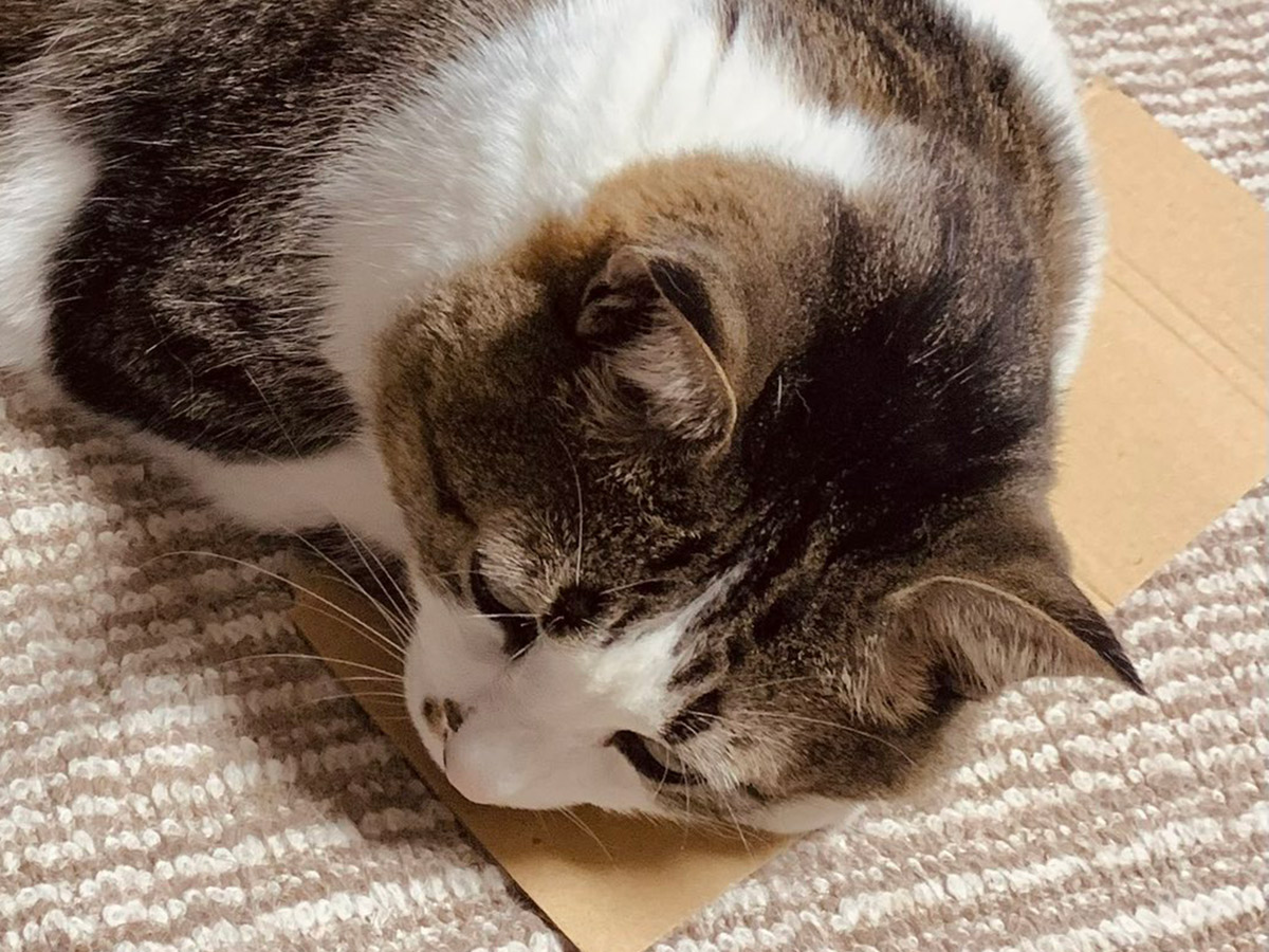 猫ののんちゃん