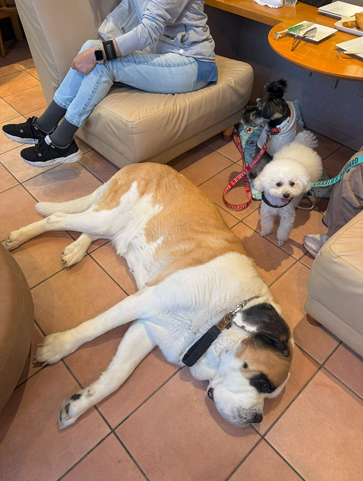 セントバーナードのデイジーちゃんと犬たち