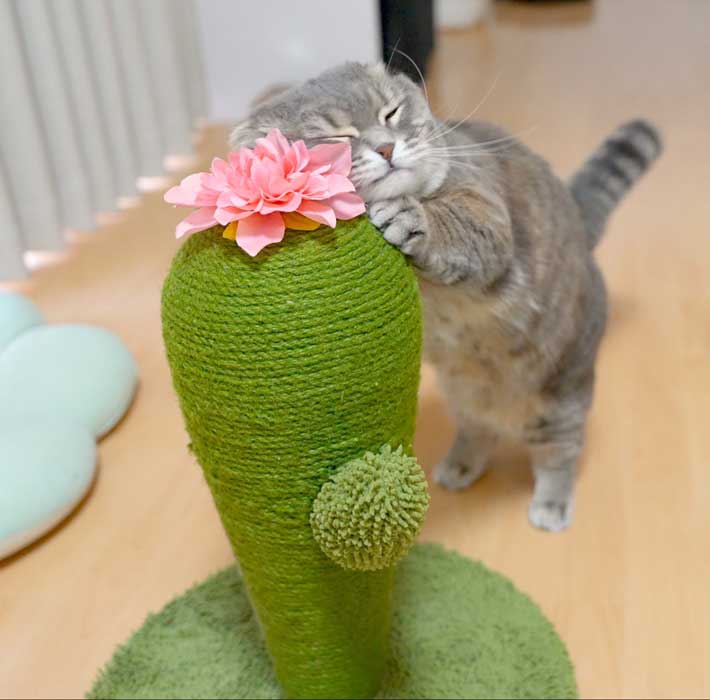 爪研ぎをする猫