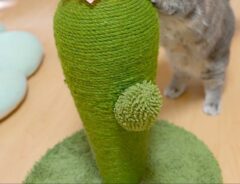 爪研ぎをする猫