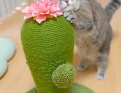 爪研ぎをする猫