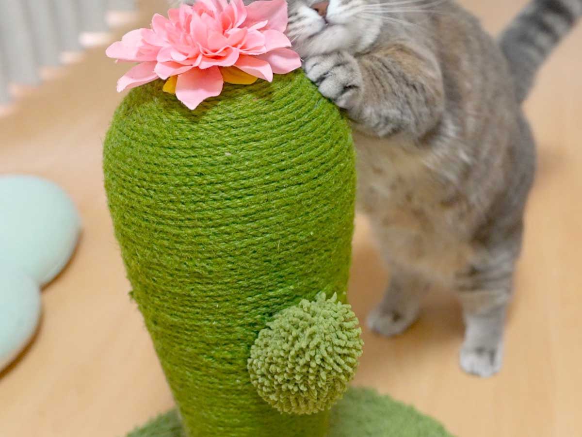 爪研ぎをする猫