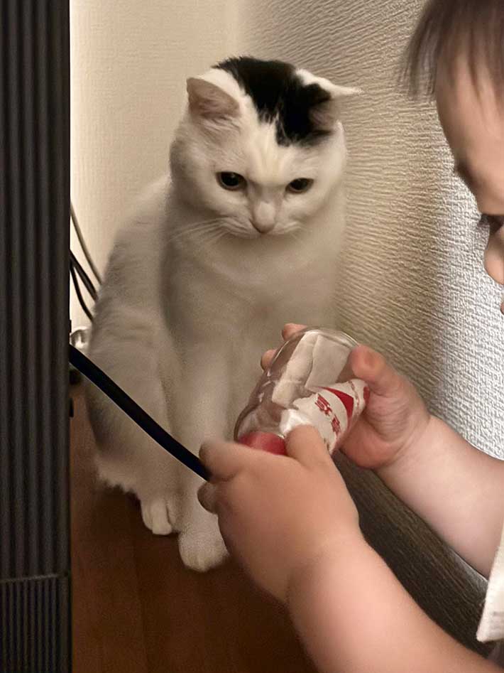 猫の写真