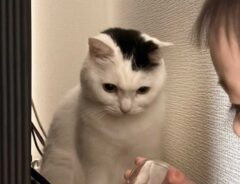 猫の写真
