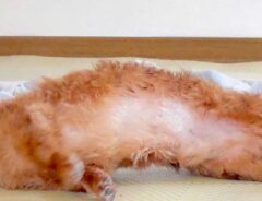 犬