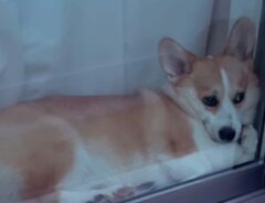 roi_corgiさんの投稿動画