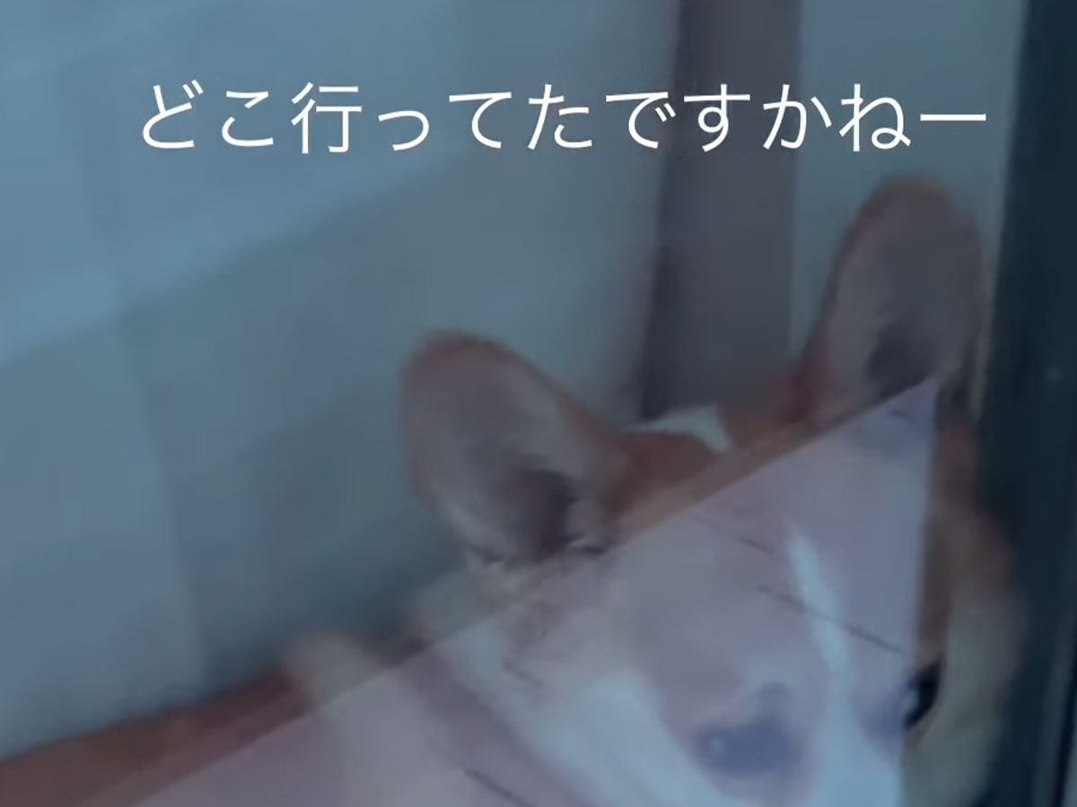 犬の写真