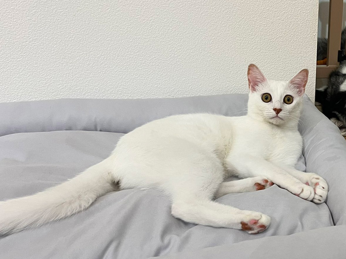 猫とシベリアンハスキー