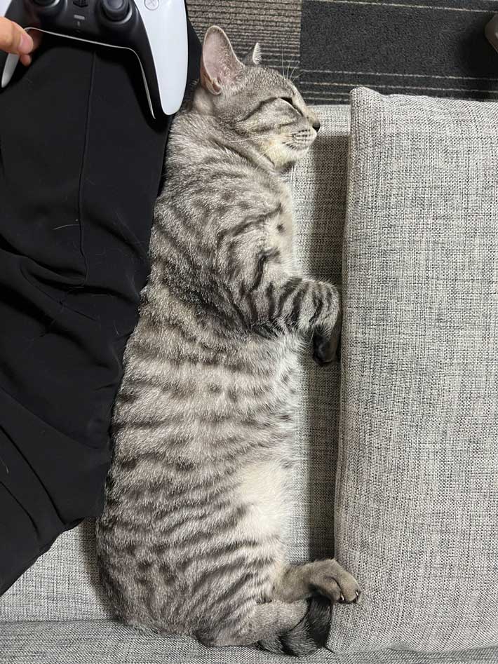 猫の画像