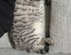 猫の画像