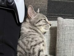 猫の画像
