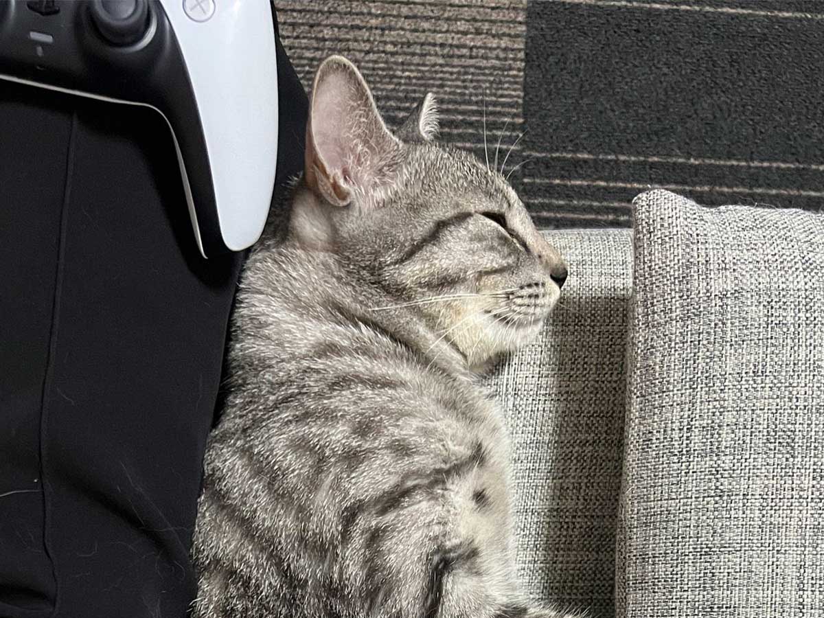 猫の画像
