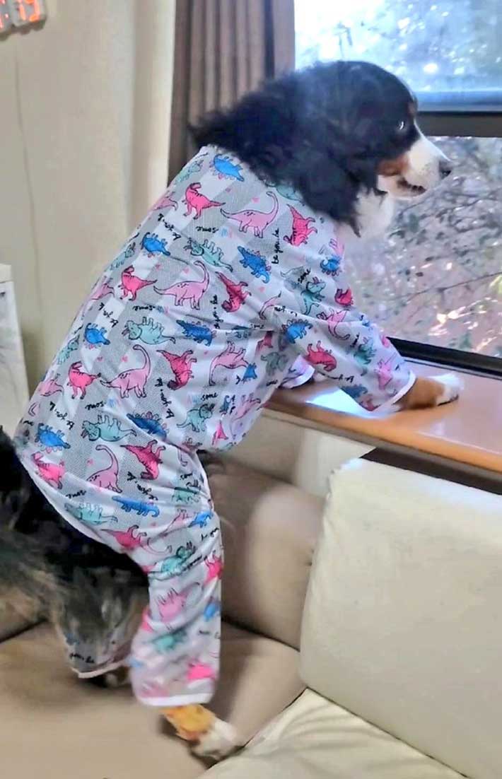 パジャマを着る犬