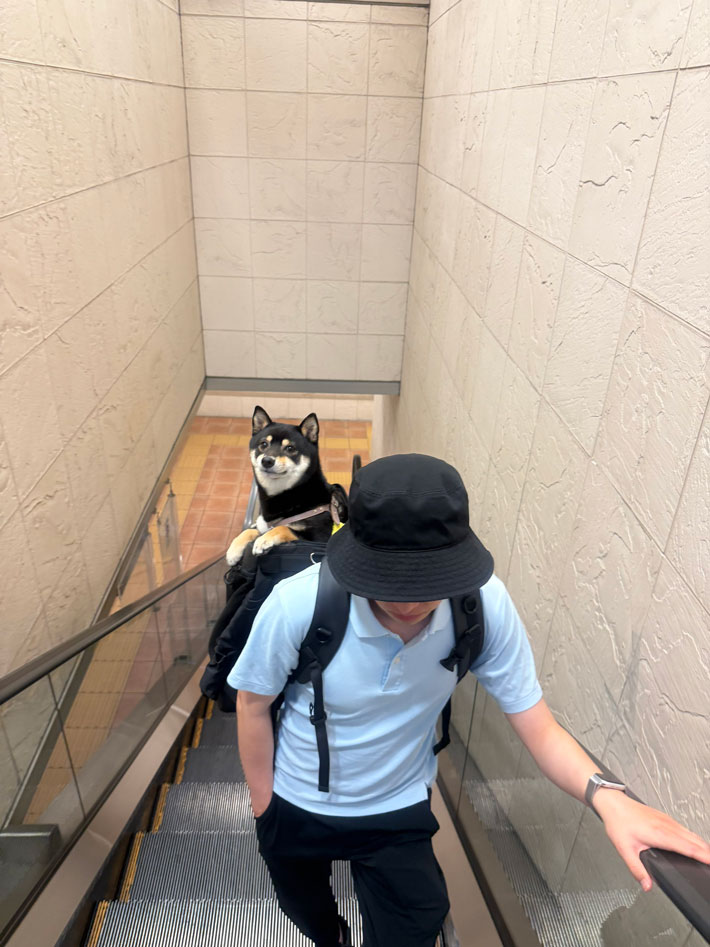 犬の画像
