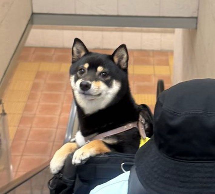 犬の画像