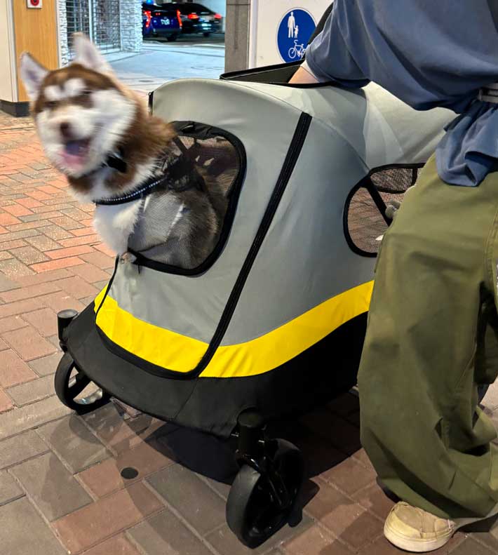 犬の画像