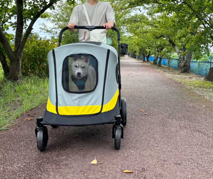 犬の画像